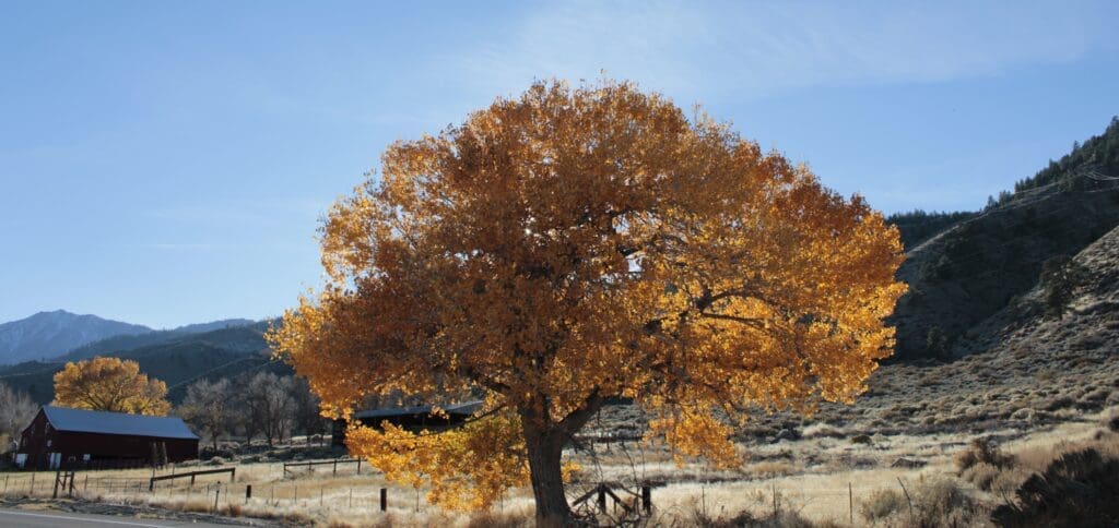 Carson Valley Fall Color